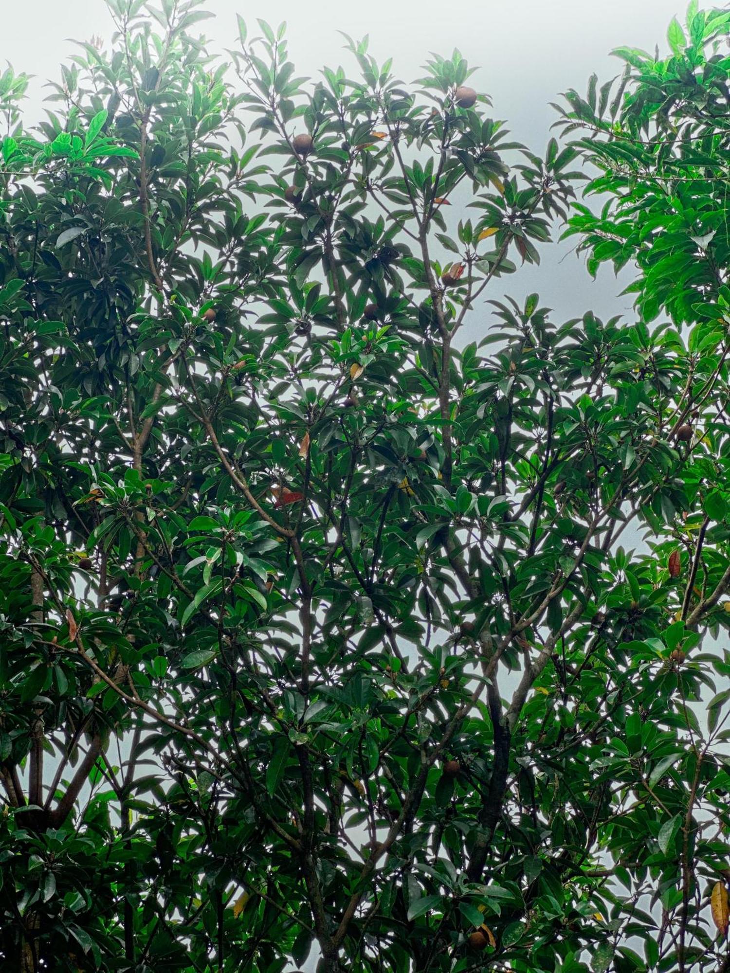 Janiro Tea Trees Villas Vythiri Exterior photo