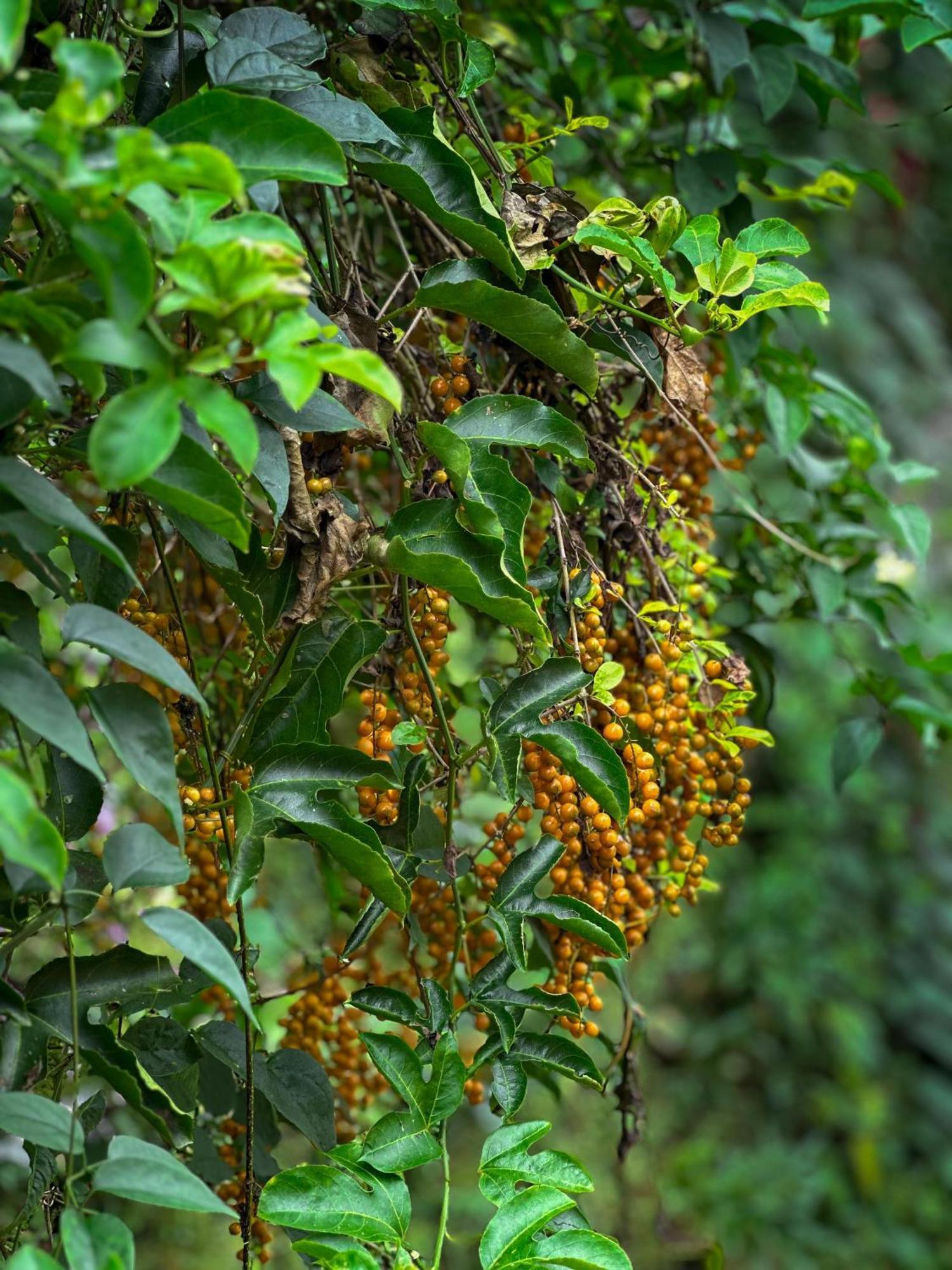 Janiro Tea Trees Villas Vythiri Exterior photo