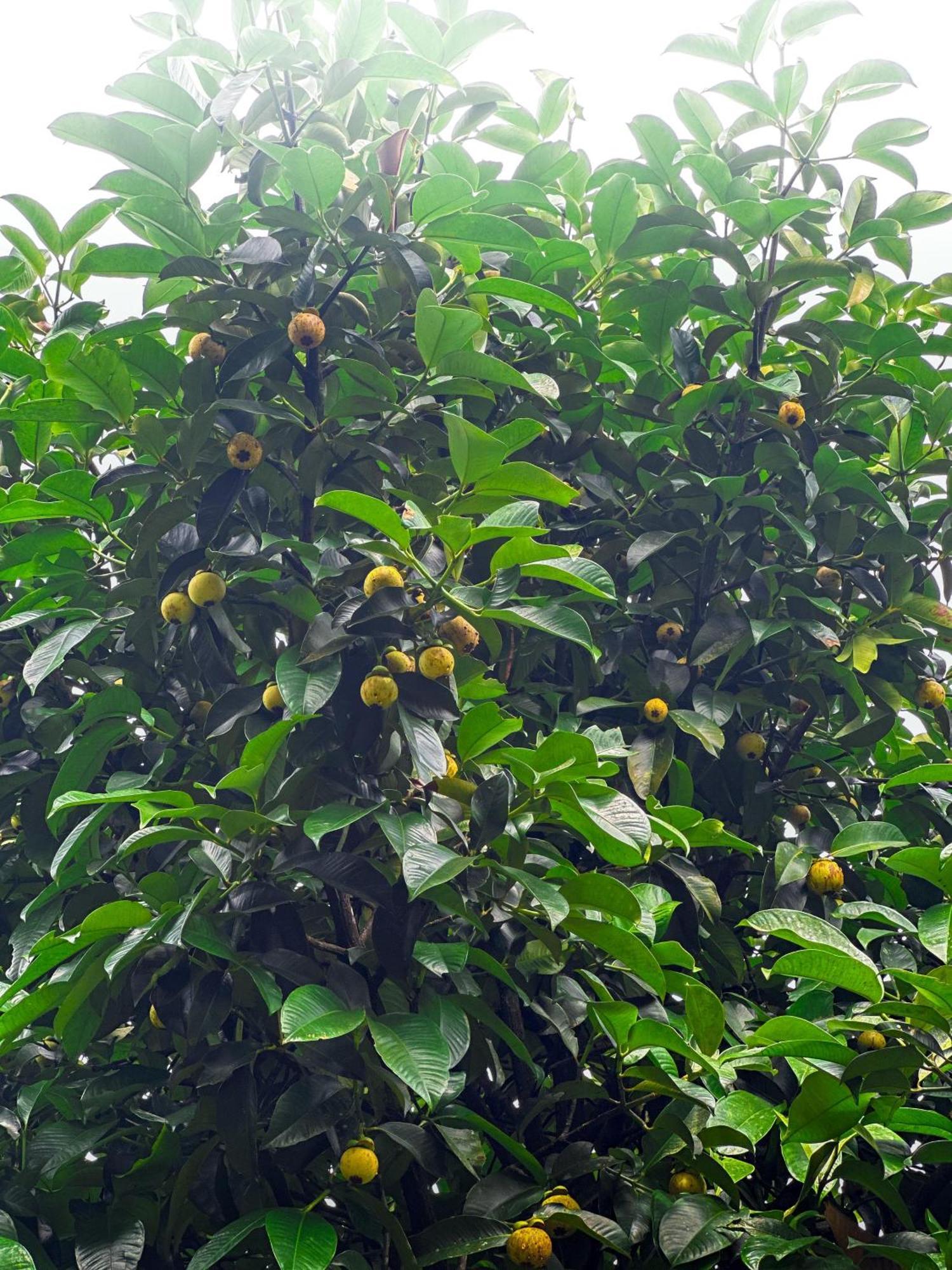 Janiro Tea Trees Villas Vythiri Exterior photo